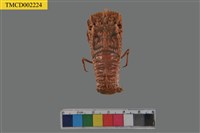 藏品(螯蟬蝦)的圖片